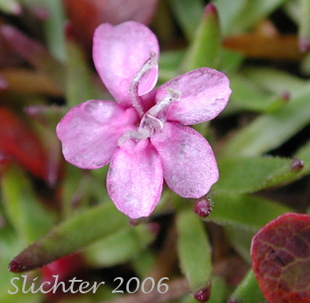 Flower of Cushion Pink, Moss Campion: Silene acaulis (Synonyms: Cucubalus acaulis, Silene acaulis ssp. arctica, Silene acaulis ssp. exscapa, Silene acaulis ssp. subacaulescens, Silene exscapa, Xamilensis acaulis)
