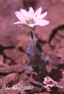 Alaska Starwort: Stellaria alaskana