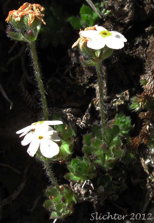 Rock Jasmine, Sweet Rock Jasmine: Androsace chamaejasme ssp. lehmanniana (Synonyms: Androsace albertina, Androsace carinata, Androsace chamaejasme var. andersonii, Androsace chamaejasme var. arctica, Androsace chamaejasme ssp. carinata, Androsace lehmanniana)