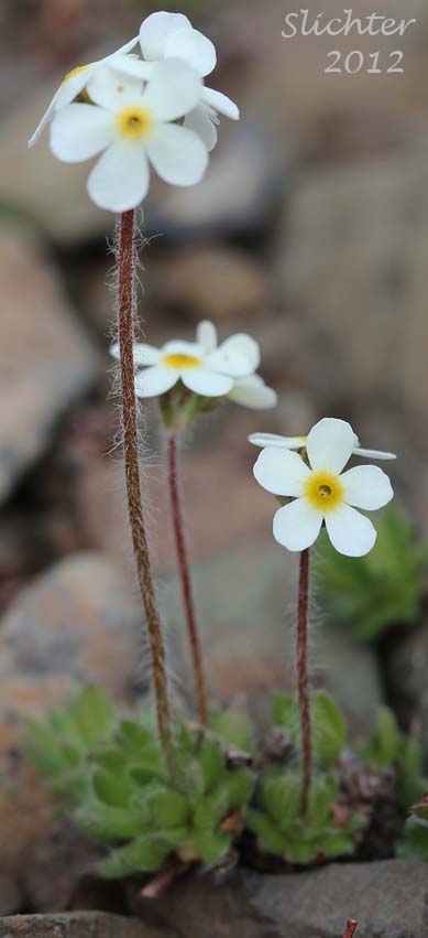 Rock Jasmine, Sweet Rock Jasmine: Androsace chamaejasme ssp. lehmanniana (Synonyms: Androsace albertina, Androsace carinata, Androsace chamaejasme var. andersonii, Androsace chamaejasme var. arctica, Androsace chamaejasme ssp. carinata, Androsace lehmanniana)