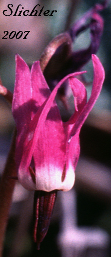 Flower of Frigid Shooting Star, Western Arctic Shootingstar: Dodecatheon frigidum (Synonym: Primula frigida)