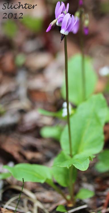 Frigid Shooting Star, Western Arctic Shootingstar: Dodecatheon frigidum (Synonym: Primula frigida)