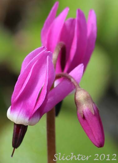 Inflorescence of Frigid Shooting Star, Northern Shootingstar, Western Arctic Shootingstar: Dodecatheon frigidum (Synonym: Primula frigida)