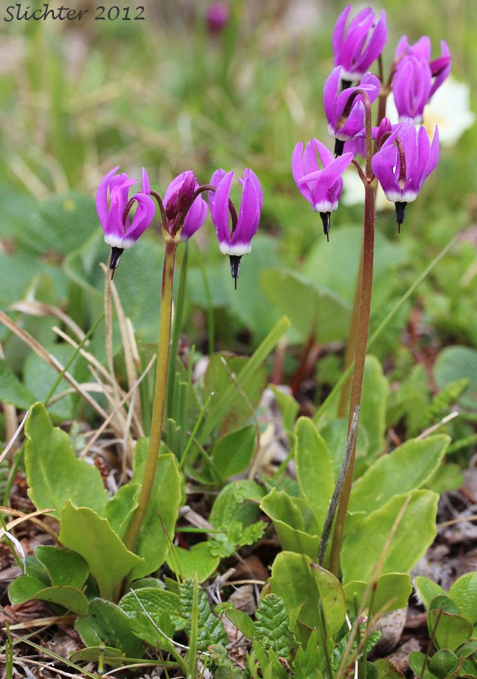 Frigid Shooting Star, Northern Shootingstar, Western Arctic Shootingstar: Dodecatheon frigidum (Synonym: Primula frigida)