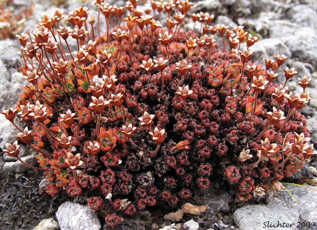 Gorman's Dwarf-primrose, Gorman's Dwarf Primrose: Douglasia gormanii (Synonym: Douglasia arctica var. gormanii)