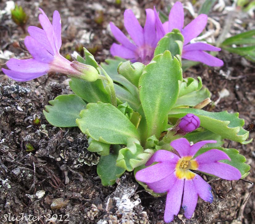 Pixie Eye Primrose, Wedgeleaf Primrose, Wedge-leaf Primrose: Primula cuneifolia ssp. saxifragifolia (Synonyms: Primula saxifragifolia, Primula cuneifolia var. saxifragifolia)
