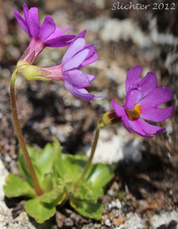 Pixie Eye Primrose, Wedgeleaf Primrose, Wedge-leaf Primrose: Primula cuneifolia ssp. saxifragifolia (Synonyms: Primula saxifragifolia, Primula cuneifolia var. saxifragifolia)