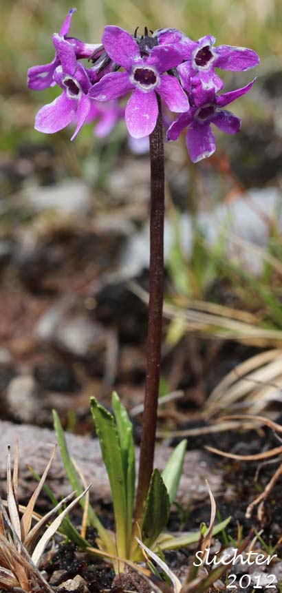 Arctic Primrose, Chukch Primrose: Primula eximia (Synonyms: Primula tschuktschorum ssp. arctica, Primula tschuktschorum ssp. cairnesiana, Primula tschuktschorum ssp. eximia, Primula tschuktschorum var. arctica)