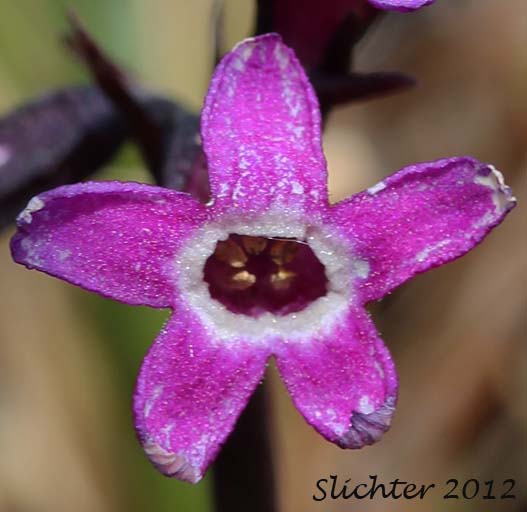 Close-up of a flower of Arctic Primrose, Chukch Primrose: Primula eximia (Synonyms: Primula tschuktschorum ssp. arctica, Primula tschuktschorum ssp. cairnesiana, Primula tschuktschorum ssp. eximia, Primula tschuktschorum var. arctica)