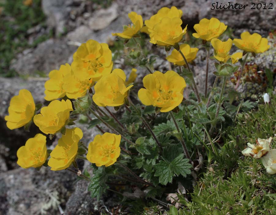 Arctic Cinquefoil: Potentilla nana (Synonyms: Potentilla emarginata, Potentilla flabellifolia var. emarginata, Potentilla hyparctica, Potentilla hyparctica ssp. nana, Potentila hyparctica var. elatior)