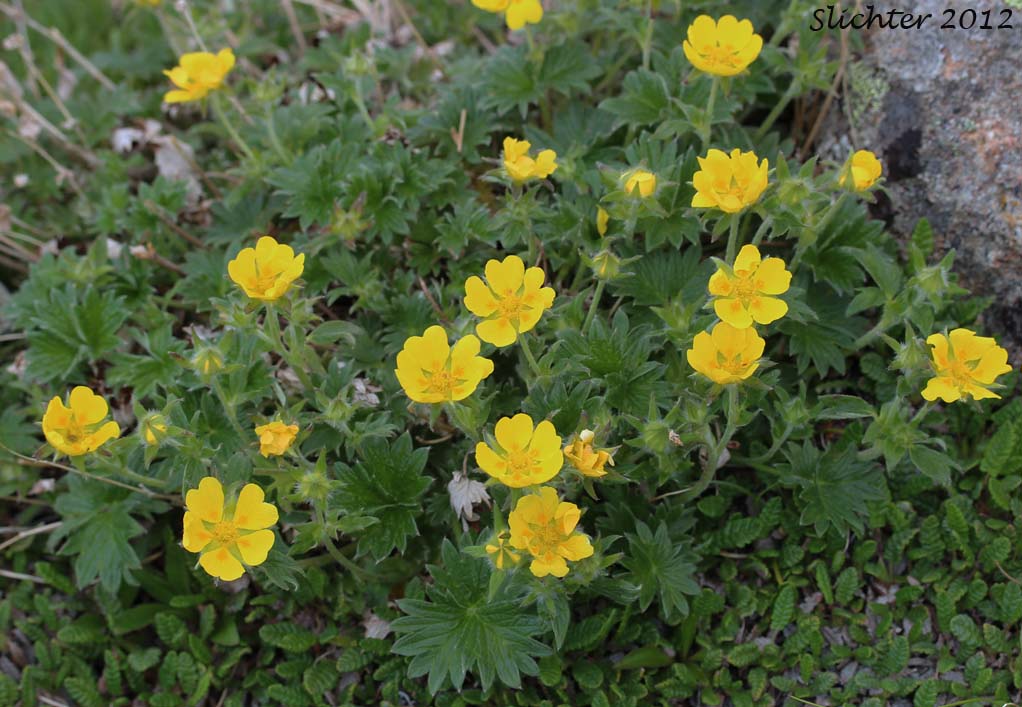 Arctic Cinquefoil: Potentilla nana (Synonyms: Potentilla emarginata, Potentilla flabellifolia var. emarginata, Potentilla hyparctica, Potentilla hyparctica ssp. nana, Potentila hyparctica var. elatior)