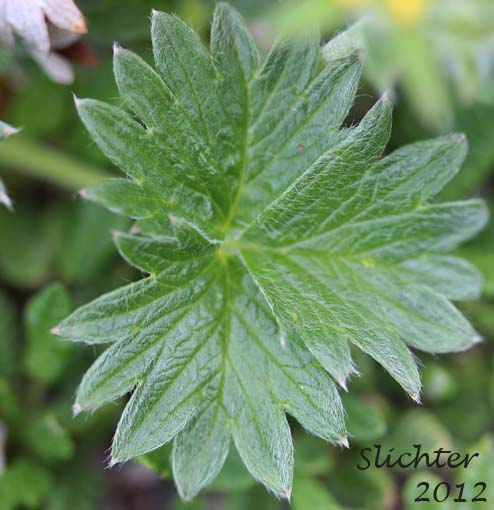 Trifoliate leaf of Arctic Cinquefoil: Potentilla nana (Synonyms: Potentilla emarginata, Potentilla flabellifolia var. emarginata, Potentilla hyparctica, Potentilla hyparctica ssp. nana, Potentila hyparctica var. elatior)