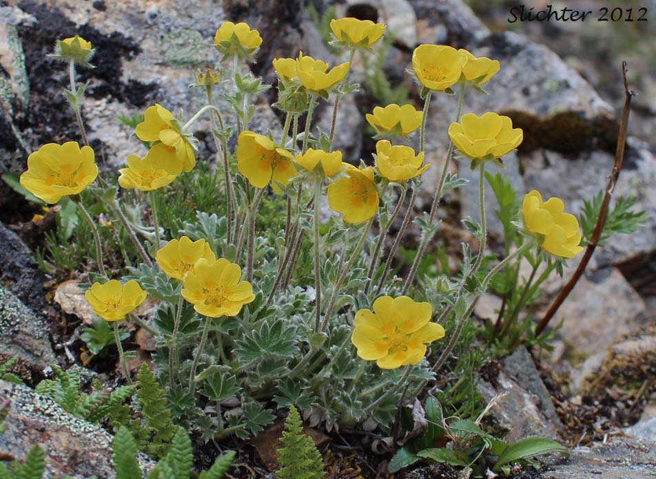 Oneflower Cinquefoil, One-flowered Cinquefoil: Potentilla uniflora (Synonym: Potentilla ledebouriana)