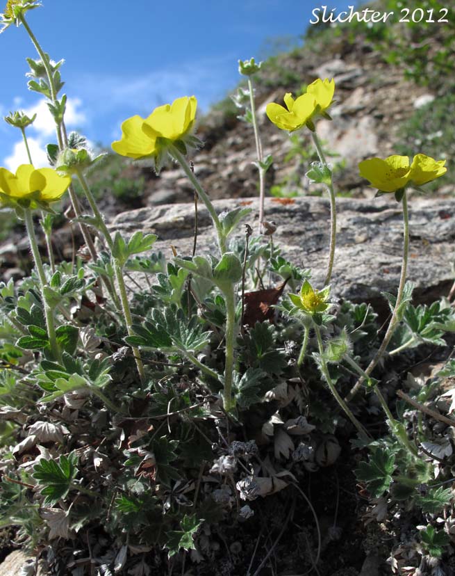 Oneflower Cinquefoil, One-flowered Cinquefoil: Potentilla uniflora (Synonym: Potentilla ledebouriana)