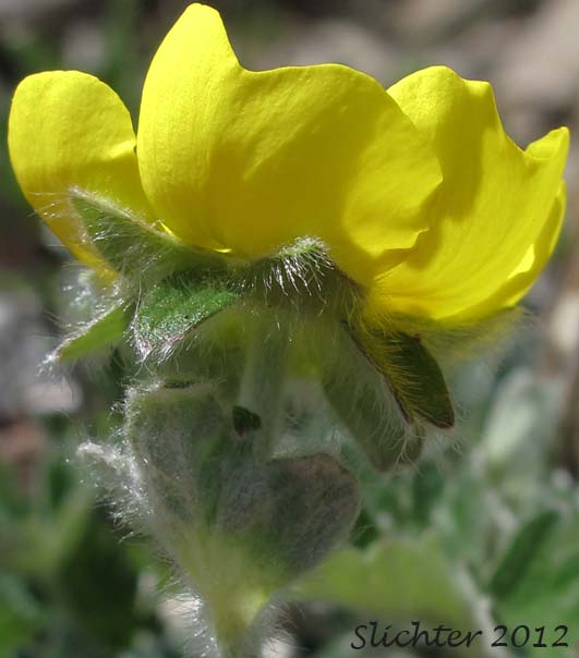 Close-up sideview of a flower of Oneflower Cinquefoil, One-flowered Cinquefoil: Potentilla uniflora (Synonym: Potentilla ledebouriana)