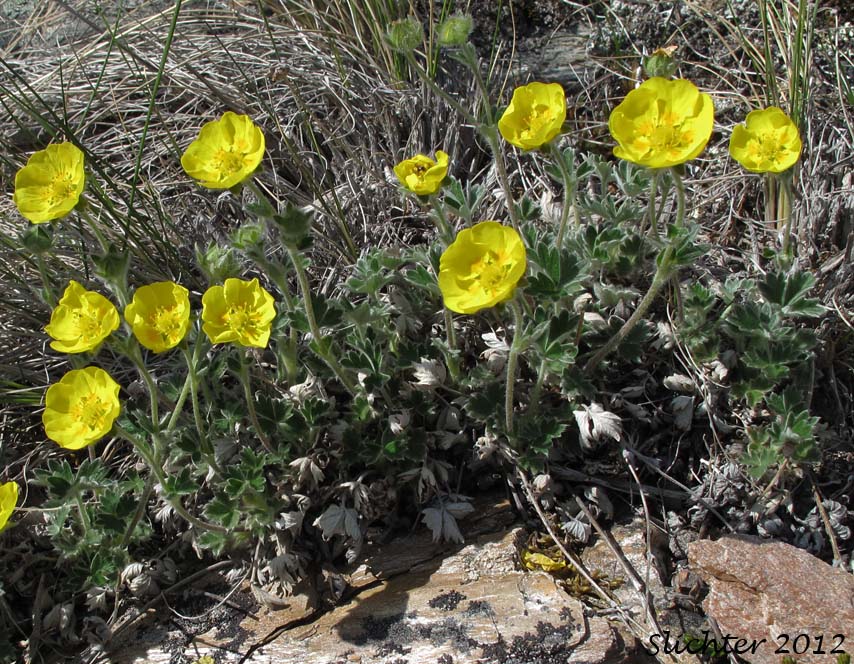Oneflower Cinquefoil, One-flowered Cinquefoil: Potentilla uniflora (Synonym: Potentilla ledebouriana)