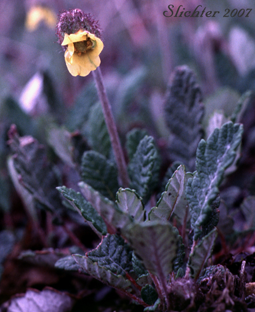 Yellow Dryas, Yellow Mountain Avens, Drummond's Mountain Avens: Dryas drummondii (var. ?)