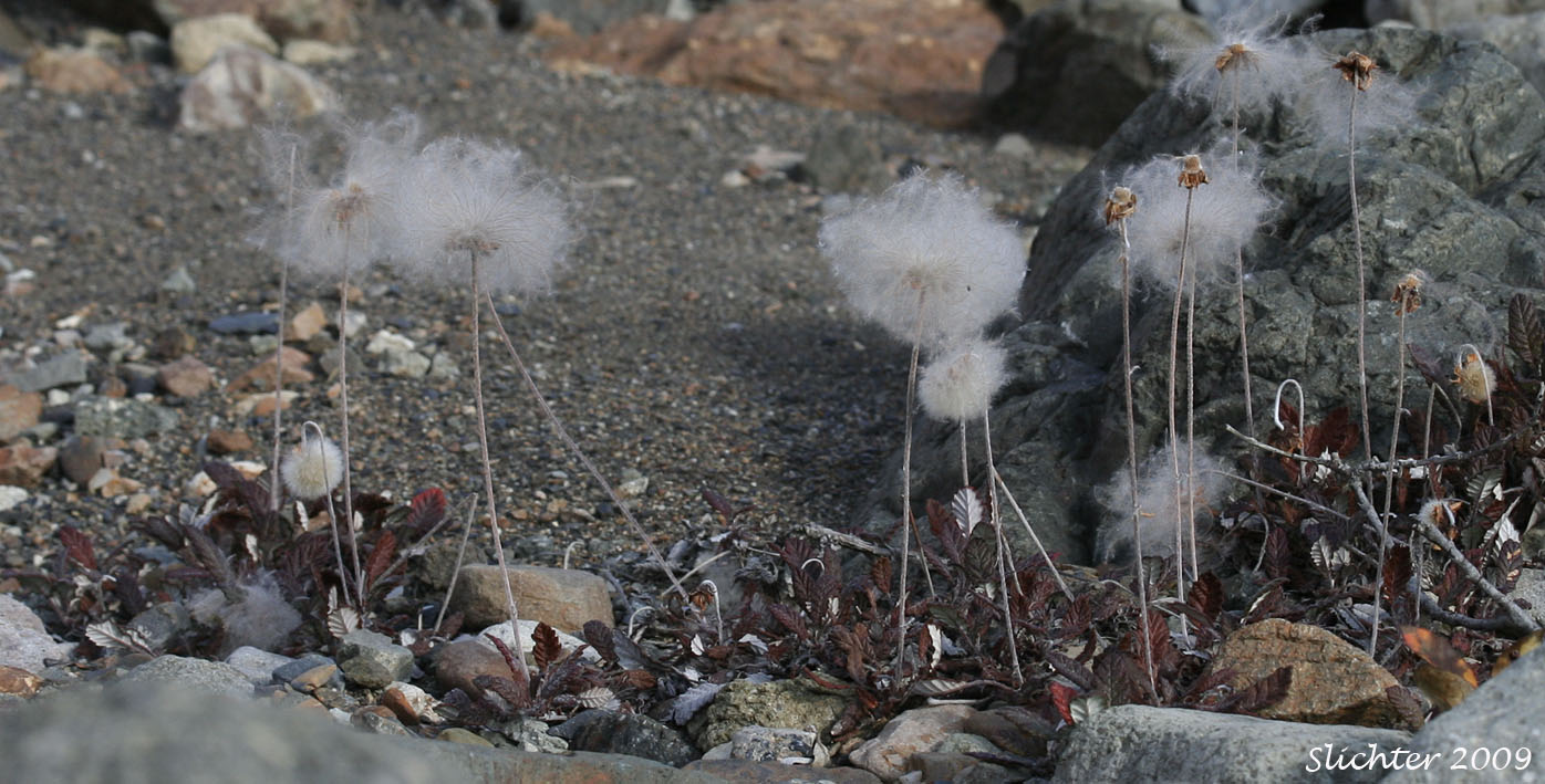 Fluffy seed heads of Yellow Dryas, Yellow Mountain Avens, Drummond's Mountain Avens: Dryas drummondii (var. ?)