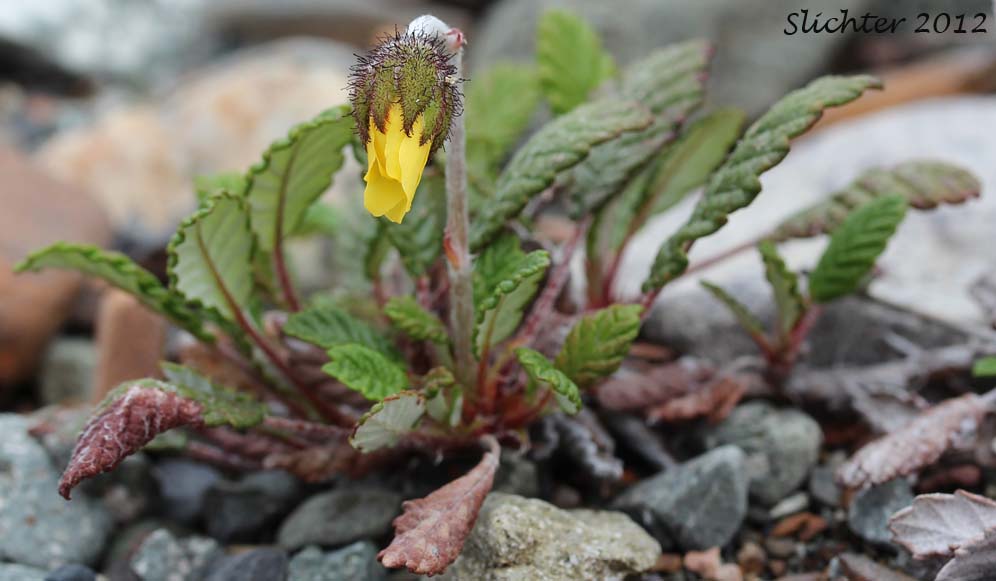 Yellow Dryas, Yellow Mountain Avens, Drummond's Mountain Avens: Dryas drummondii (var. ?)