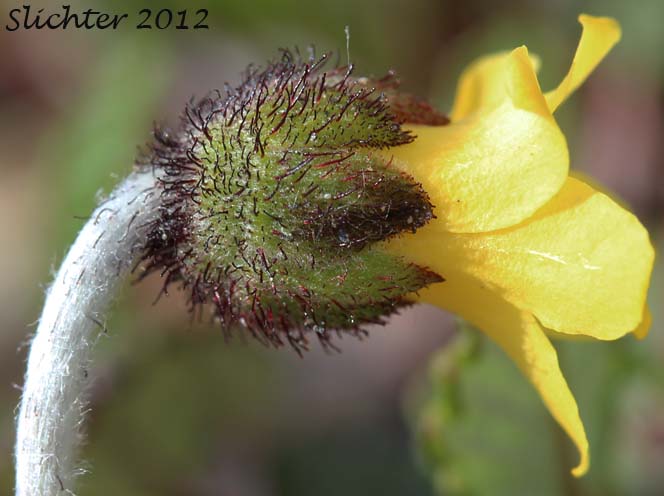 Close-up sideview of a flower of Yellow Dryas, Yellow Mountain Avens, Drummond's Mountain Avens: Dryas drummondii (var. ?)