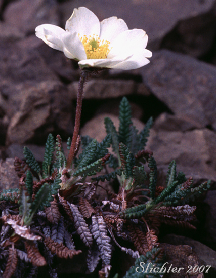 Alaskan Mountain-avens, Mountain Avens, Eight-petal Mountain Avens, Eight-petaled Mountain-avens, White Dryas, White Mountain Avens: Dryas octopetala ssp. alaskensis (Synonyms: Dryas alaskensis, Dryas octopetala)