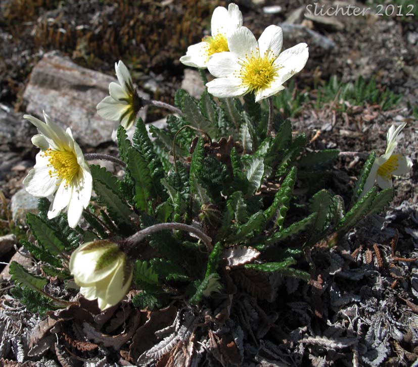 Alaskan Mountain-avens, Mountain Avens, Eight-petal Mountain Avens, Eight-petaled Mountain-avens, White Dryas, White Mountain Avens: Dryas octopetala ssp. alaskensis (Synonyms: Dryas alaskensis, Dryas octopetala)