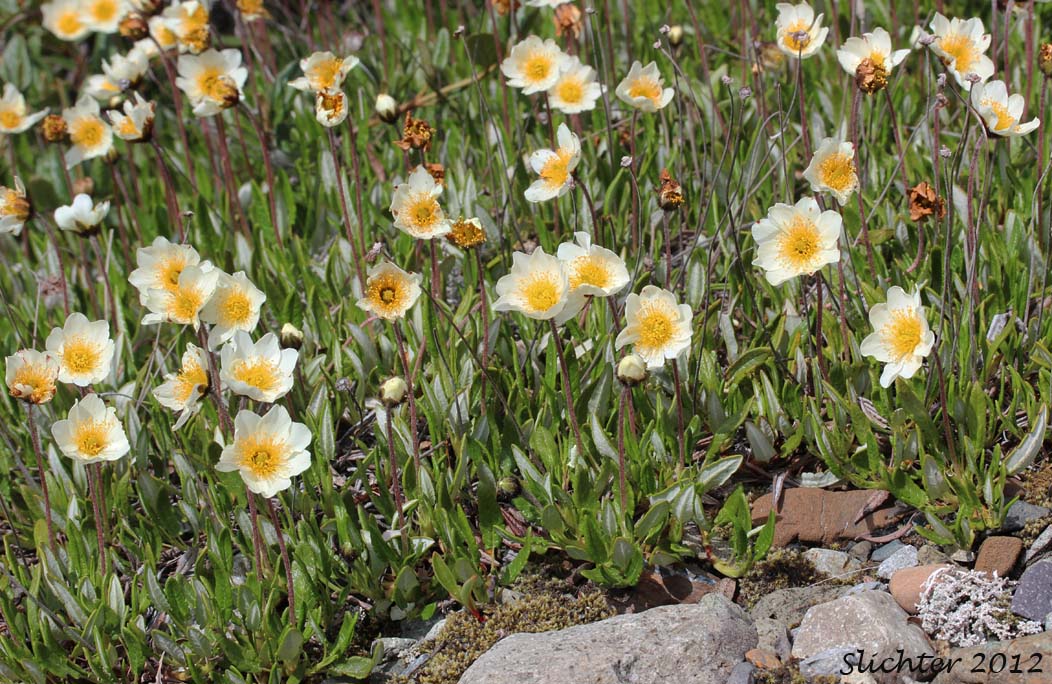Alaskan Mountain-avens, Mountain Avens, Eight-petal Mountain Avens, Eight-petaled Mountain-avens, White Dryas, White Mountain Avens: Dryas octopetala ssp. alaskensis (Synonyms: Dryas alaskensis, Dryas octopetala)