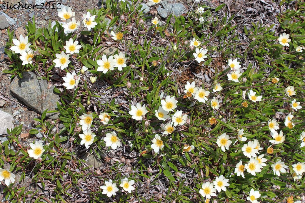 Alaskan Mountain-avens, Mountain Avens, Eight-petal Mountain Avens, Eight-petaled Mountain-avens, White Dryas, White Mountain Avens: Dryas octopetala ssp. alaskensis (Synonyms: Dryas alaskensis, Dryas octopetala)
