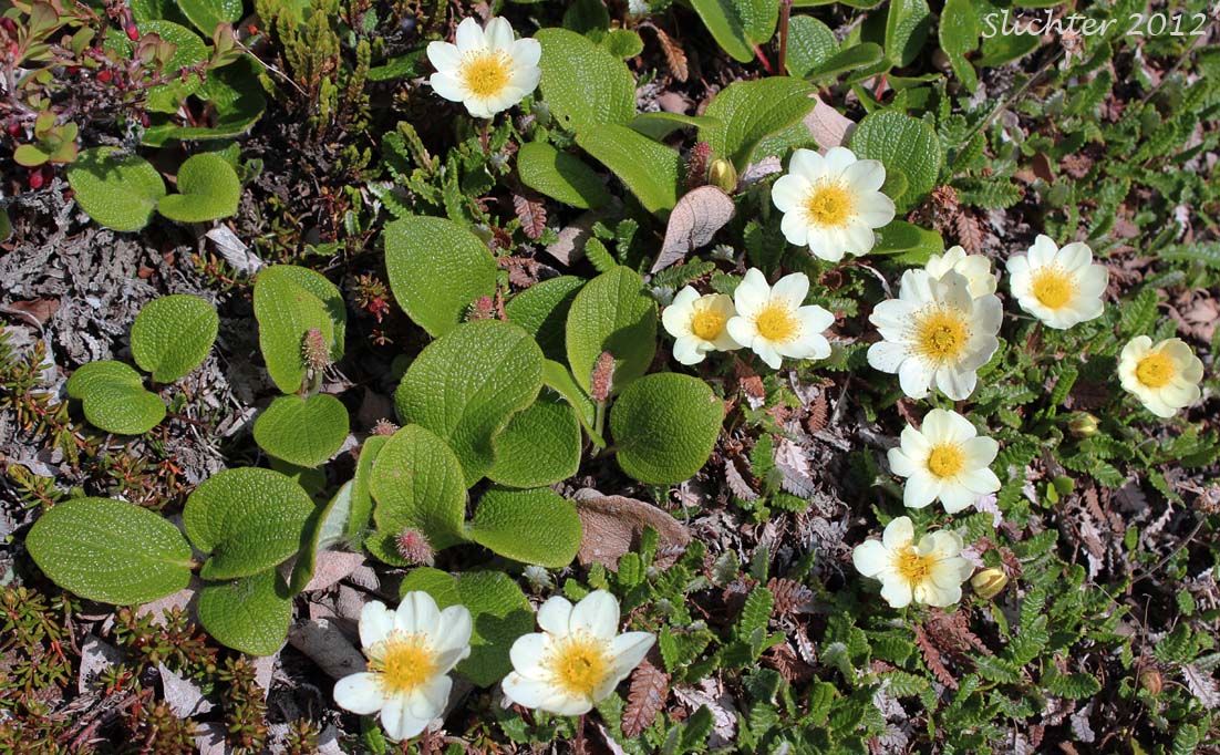 Salix reticulata and Alaskan Mountain-avens, Mountain Avens, Eight-petal Mountain Avens, Eight-petaled Mountain-avens, White Dryas, White Mountain Avens: Dryas octopetala ssp. alaskensis (Synonyms: Dryas alaskensis, Dryas octopetala)