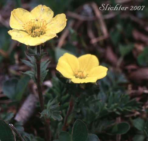 Alpine Avens, Ross'Avens: Geum rossii var. rossii (Synonym: Acomastylis rossii)