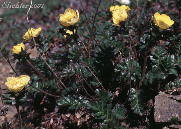 Alpine Avens, Ross'Avens: Geum rossii var. rossii (Synonym: Acomastylis rossii)