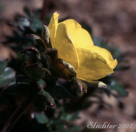 Flower of Alpine Avens, Ross'Avens: Geum rossii var. rossii (Synonym: Acomastylis rossii)