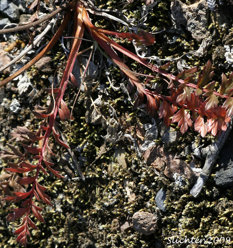 Leaves of Alpine Avens, Ross'Avens: Geum rossii var. rossii (Synonym: Acomastylis rossii)