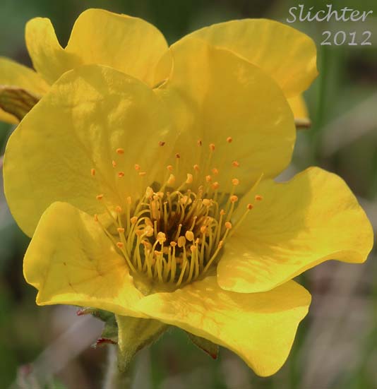 Close-up of a flower of Alpine Avens, Ross' Avens: Geum rossii var. rossii (Synonym: Acomastylis rossii)