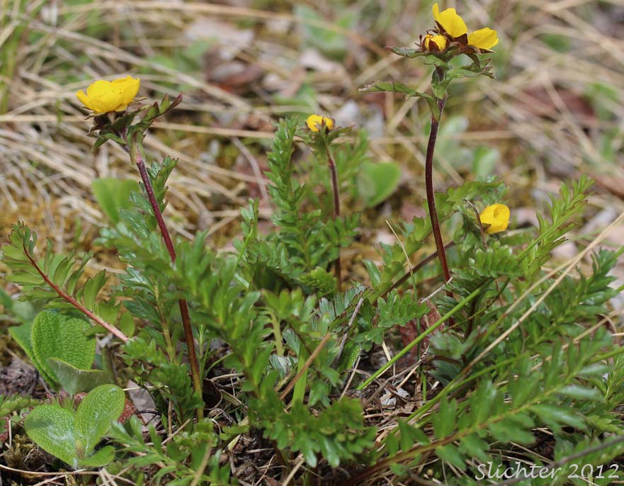 Alpine Avens, Ross' Avens: Geum rossii var. rossii (Synonym: Acomastylis rossii)
