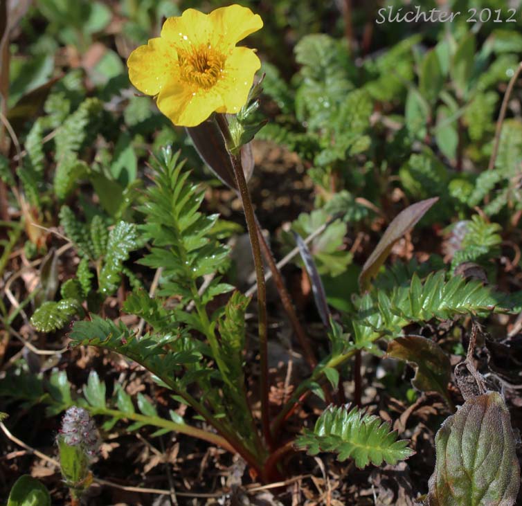 Alpine Avens, Ross' Avens: Geum rossii var. rossii (Synonym: Acomastylis rossii)