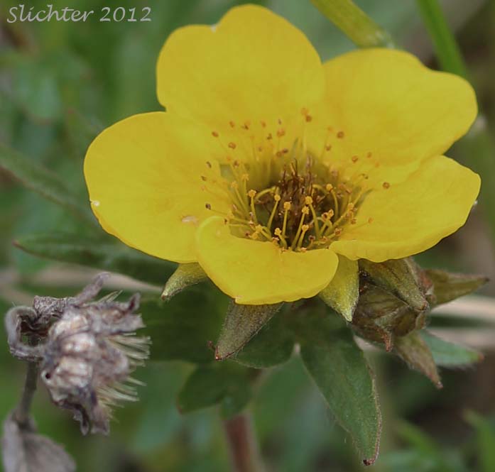 Close-up of a flower of Alpine Avens, Ross' Avens: Geum rossii var. rossii (Synonym: Acomastylis rossii)