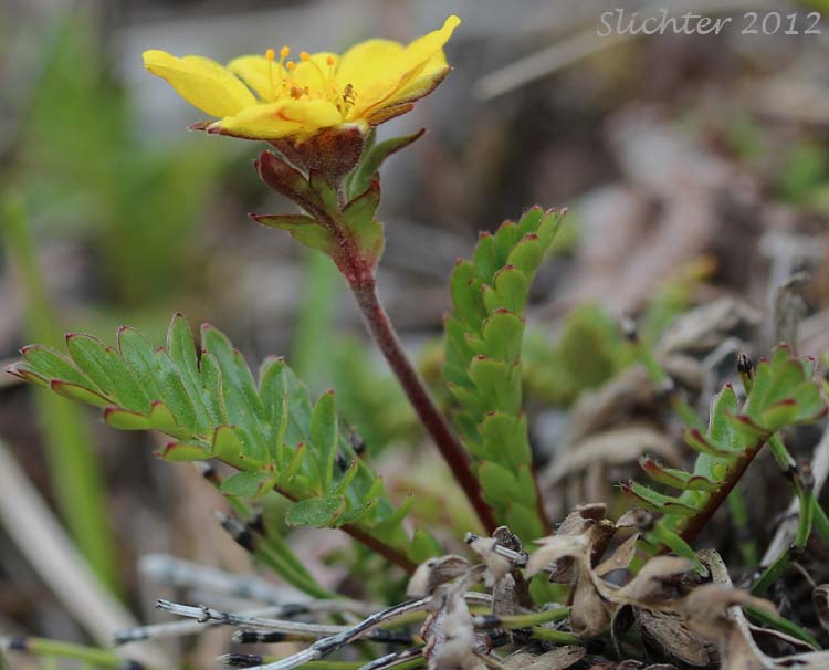 Alpine Avens, Ross' Avens: Geum rossii var. rossii (Synonym: Acomastylis rossii)