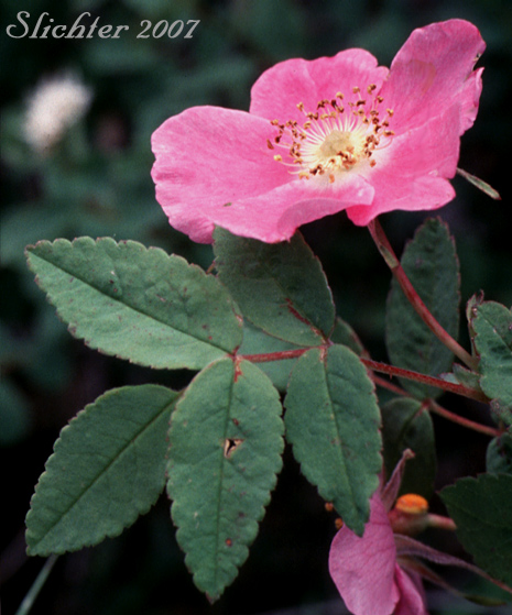 Prickly Rose: Rosa acicularis