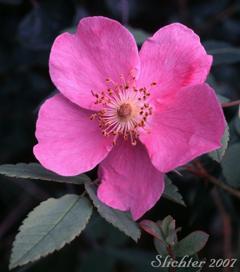 Flower of Prickly Rose: Rosa acicularis