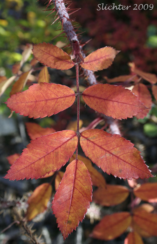 Pinnately compound leaf of Prickly Rose: Rosa acicularis