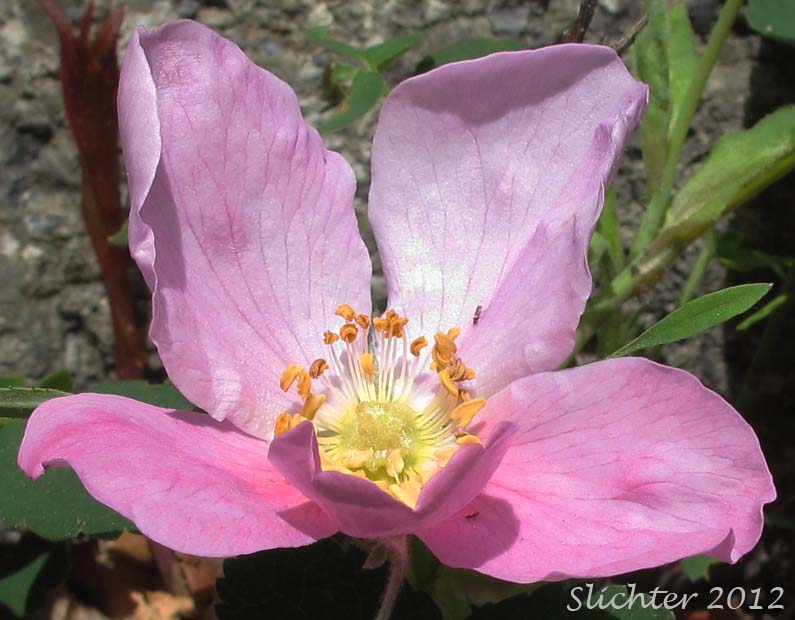 Close-up of a flower of Prickly Rose: Rosa acicularis