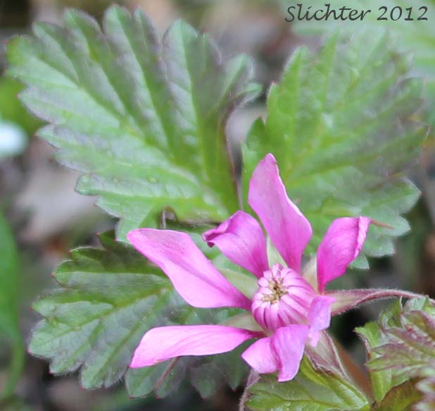 Close-up of the flower of Arctic Bramble, Arctic Raspberry,Crimson Blackberry, Dwarf Blackberry, Dwarf Raspberry, Nagoonberry, Nectarberry, Northern Blackberry, Wineberry: Rubus arcticus (ssp. acaulis, ssp. stellatus)