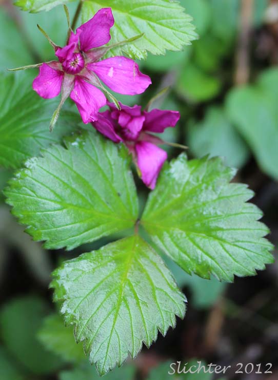 Arctic Bramble, Arctic Raspberry,Crimson Blackberry, Dwarf Blackberry, Dwarf Raspberry, Nagoonberry, Nectarberry, Northern Blackberry, Wineberry: Rubus arcticus (ssp. acaulis, ssp. stellatus)