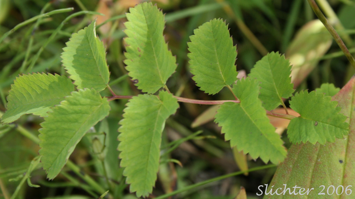 Pinnately compound leaf of Canadian Burnet, Official Great Burnet, Sitka Burnet: Sanguisorba canadensis (Synonyms: Sanguisorba canadensis ssp. latifolia, Sanguisorba canadensis var. latifolia, Sanguisorba sitchensis, Sanguisorba stipulata)