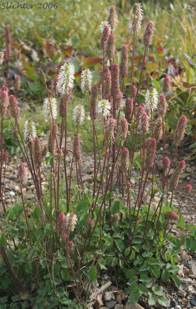Canadian Burnet, Official Great Burnet, Sitka Burnet: Sanguisorba canadensis (Synonyms: Sanguisorba canadensis ssp. latifolia, Sanguisorba canadensis var. latifolia, Sanguisorba sitchensis, Sanguisorba stipulata)