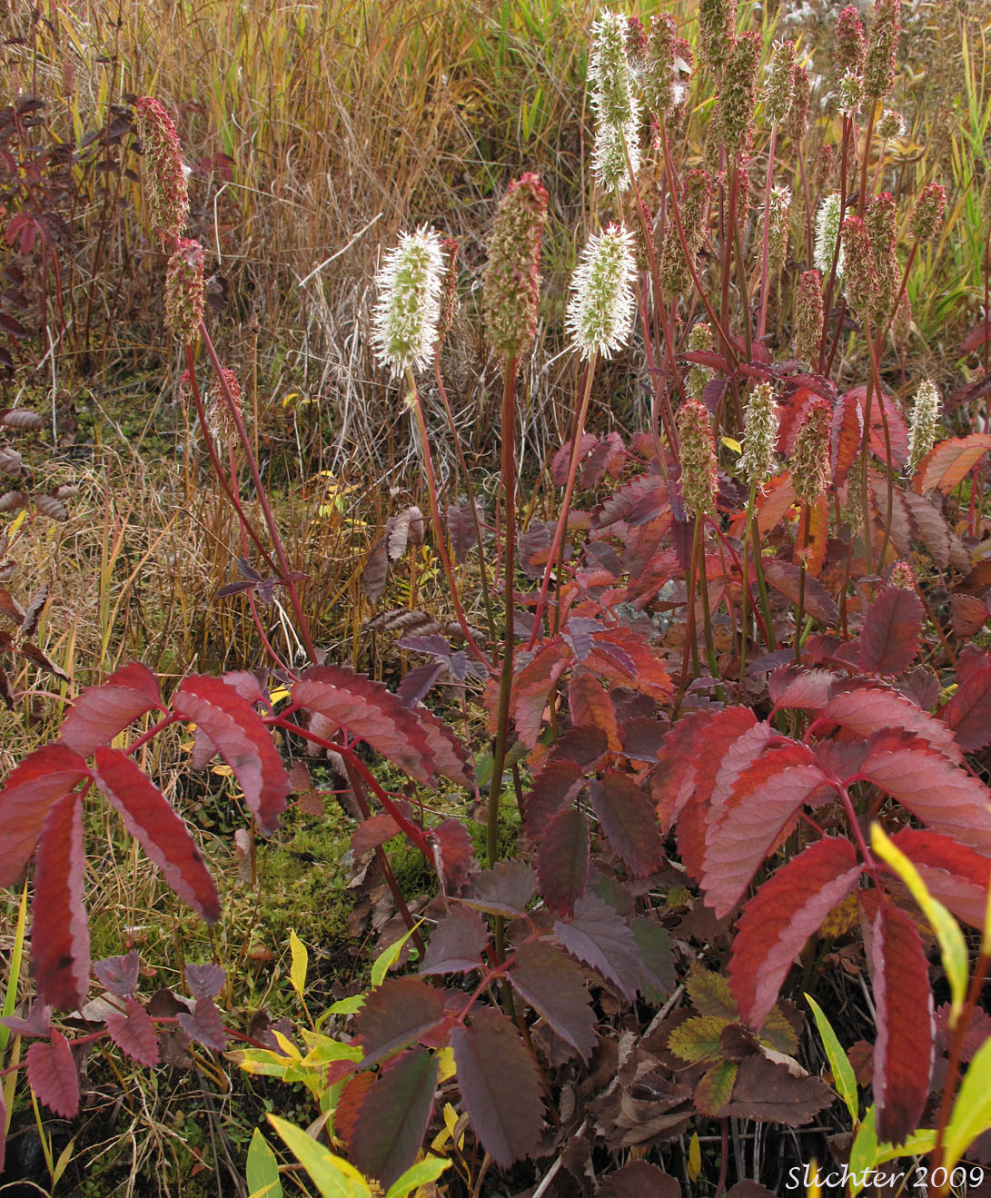 Fall foliage of Canadian Burnet, Official Great Burnet, Sitka Burnet: Sanguisorba canadensis (Synonyms: Sanguisorba canadensis ssp. latifolia, Sanguisorba canadensis var. latifolia, Sanguisorba sitchensis, Sanguisorba stipulata)