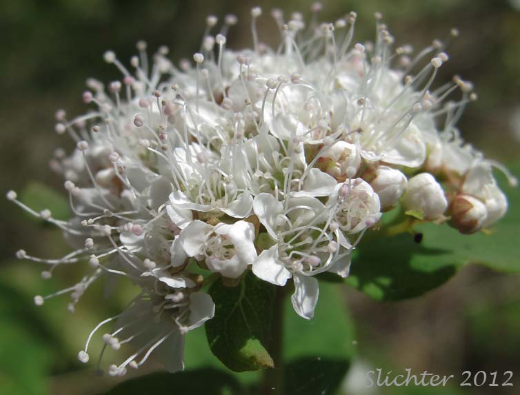 Inflorescence of Synonyms: Spiraea beauverdiana, Spiraea beauverdiana var. stevenii