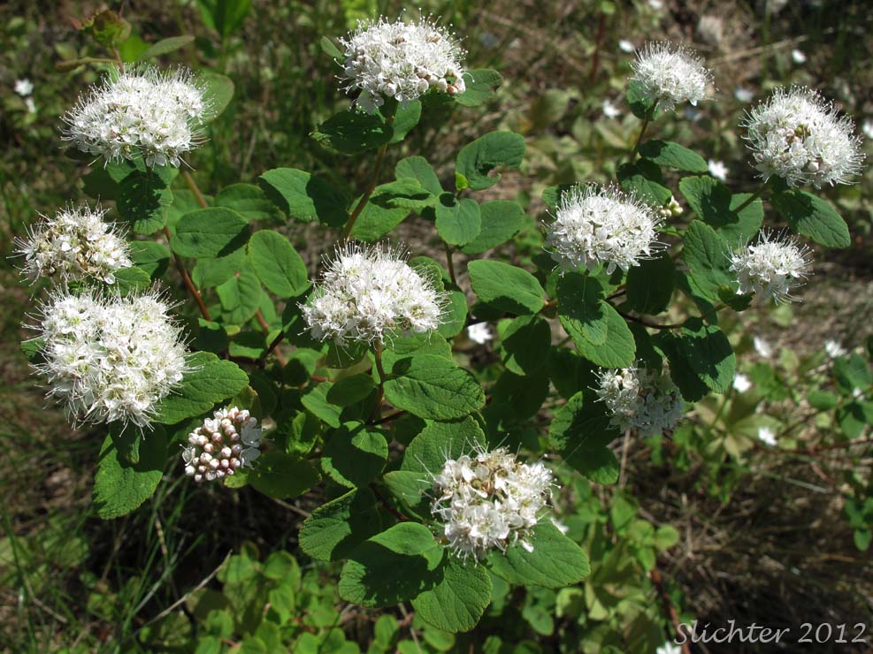Alaska Spiraea, Beauverd's Spiraea, Steven's Meadowsweet, Steven's Spiraea: Spiraea stevenii (Synonyms: Spiraea beauverdiana, Spiraea beauverdiana var. stevenii)