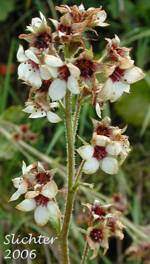 Inflorescence of Bearflower: Boykinia richardsonii